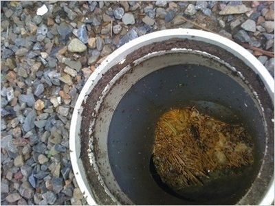 木の根が原因の下水つまりについて