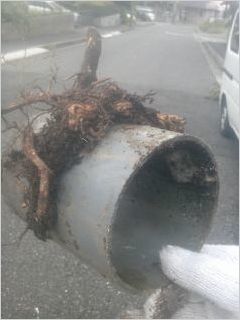 下水管に絡みついた木の根