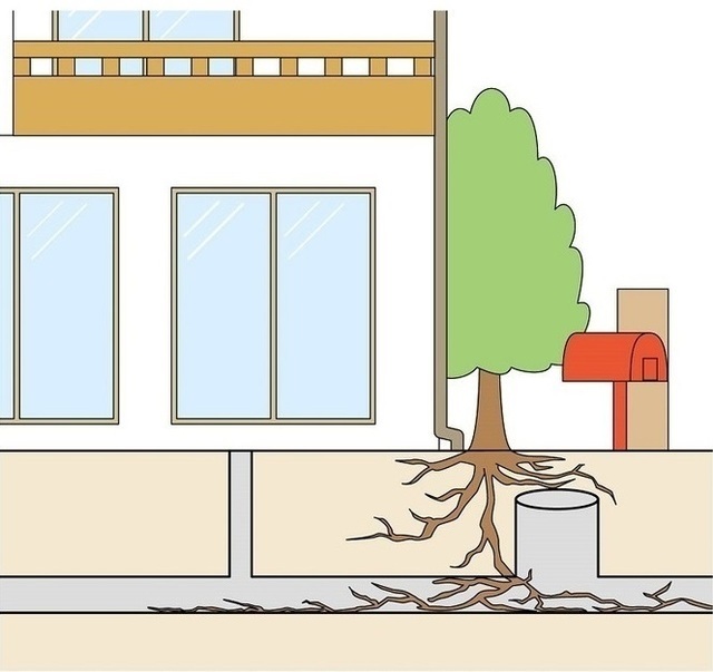 木の根が排水管に伸びた状態のイラスト図解